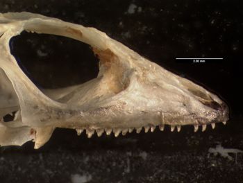 Media type: image;   Herpetology R-140032